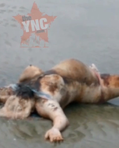 Another Bikini Bitch Vacationing on a Beautiful Beach in Brazil