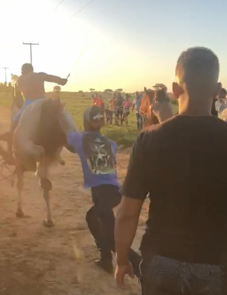 Horses Don't Give a Fuck About You