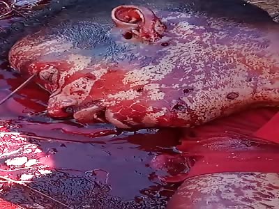 Murdered man with head shot Brazil
