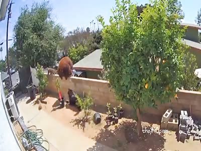 17-year-old California boy faces mother bear to defend his dogs