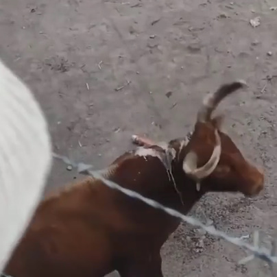 The Rodeo From Hell..