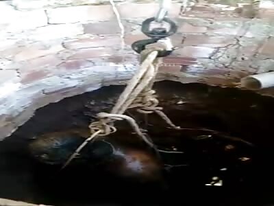 shit remove rotting body