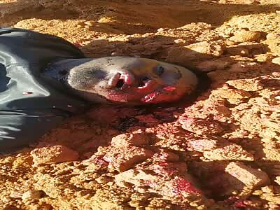 man bound hand and foot killed with several shots to the head