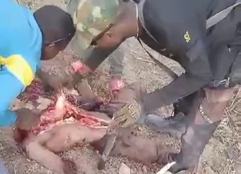 Captured Boko Haram fighters butchered by the NIGERIAN ARMY 