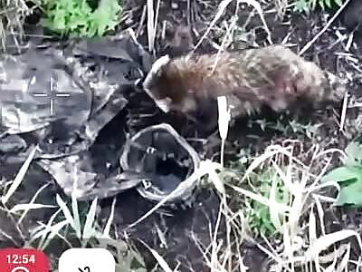 Rac finishes off some Russian basturma