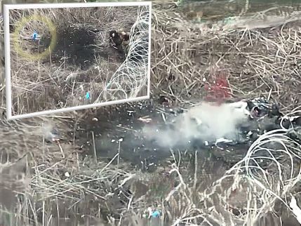 Tormenting the Devil's Russian Spawn Stuck in Barbwire