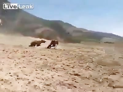 BEAR ATTACKS  PESHMERGA SOLDIERS  !!