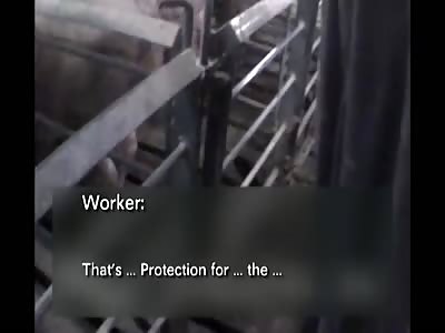 NOT SO SUPRISING!! WHITE PEOPLE SEXUALLY ABUSING PIGS AN COWS 