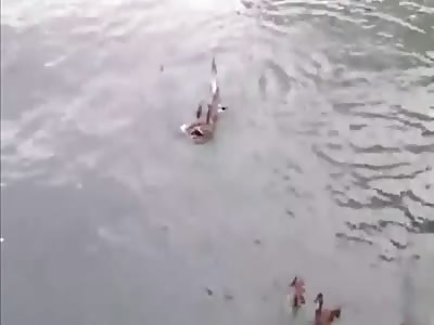 BRUTAL a gull tries to eat ducklings so mother and ducklings drown it