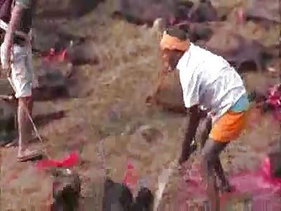 Gory Massacre Of Thousands Animals