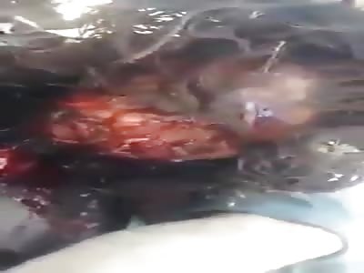 Afghan Army Show Off The Remains Of Whats Left Of Taliban Fighters