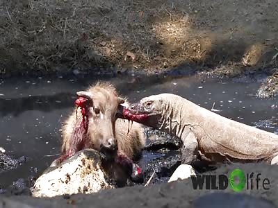 Komodo Dragon Eats A Buffalo's Ears While It's Still Alive