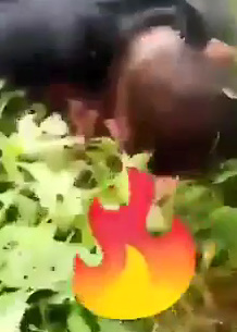 Cartel Members Finish Off Wounded Rival With Headshots