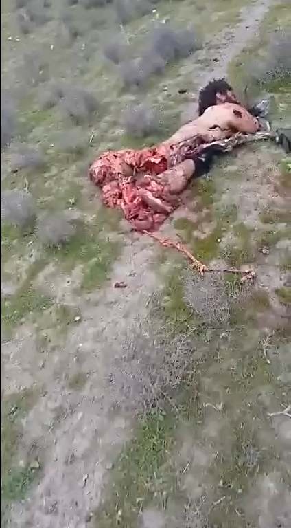 Many Jihadists Left Dead And Obliterated