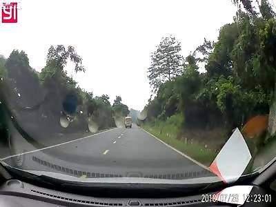 Car hitting cow