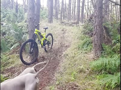 Man wipes out on pine tree mountain