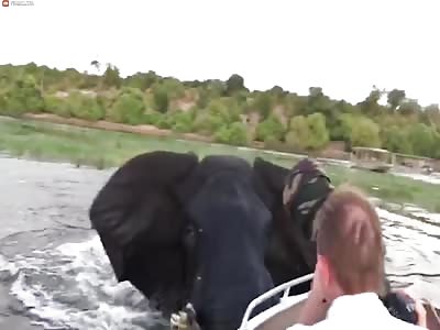 The most extreme animal attacks of 2018