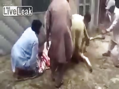 Man takes a bump of cow at the time of sacrifice