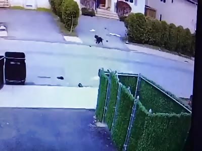 Graphic Dog attacks toddler