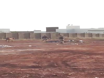 horse executed by police