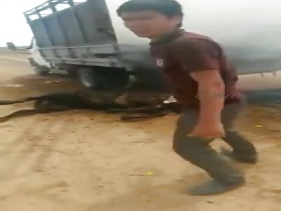 horrific accident with animals