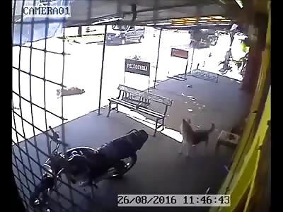 dog s Â  Is They were fighting and they were run over