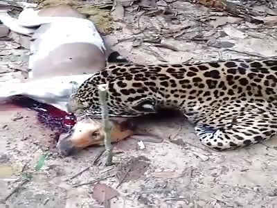 dog attacked by furious tiger