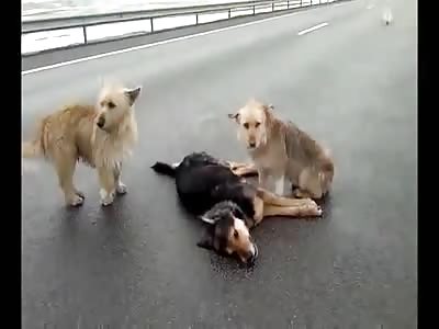 Loyal dogs won't leave his dead friend