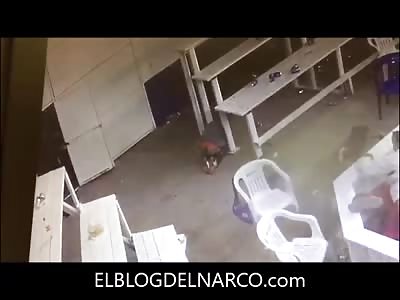  Strong video where armed men execute 6 people in a palenque; there are 14 injured