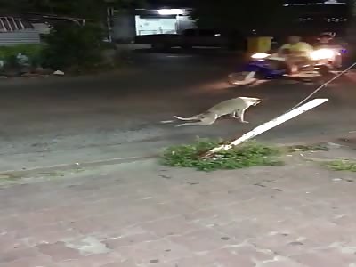 a dog makes fools out of humans