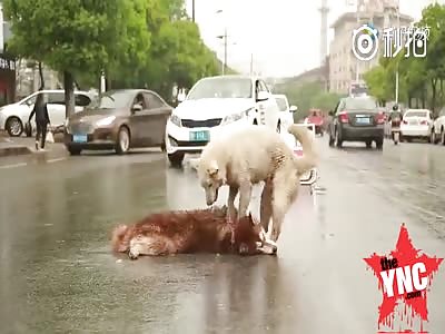 Heartbreaking footage