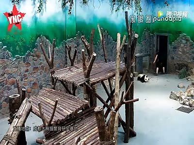 Workers treat pandas very bad