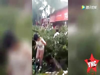 a 300 year old tree fell on to a tricycle driver 