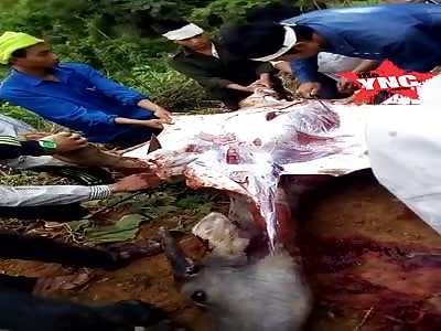 how jungle peasants eat in  laos