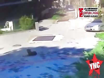 a terrible sad dog accident in GÃ¼zelbahÃ§e,Turkey