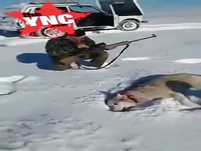 poacher thought he shot a wolf but then...