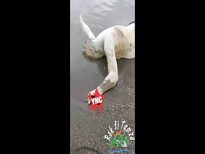 youth found on the beach in Tamza, Algeria