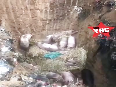 pigs burned alive due to a new African swine fever outbreak on farm in Beijing 