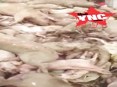 more new pig Chinese  genocide footage 