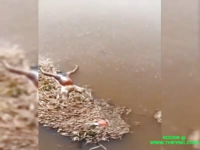 The discovery of a dead body in Jaisalmer