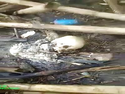 The discovery of human bones in Central Java