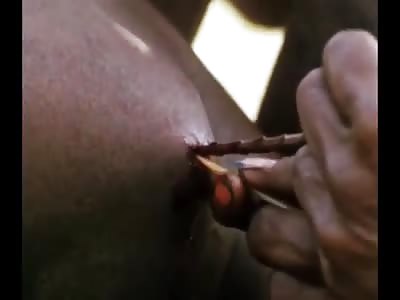 Feuding feral fuzzies hoot and howl in battle