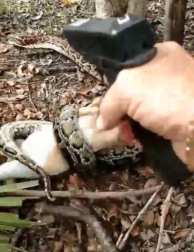 12 Foot Python Shot After Killing Farmers Goat