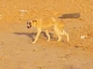 Another Dog with an ISIS Corpse for Lunch