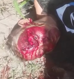 Bloody Murder Scene .......