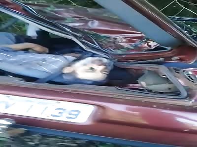 Canned Sardines from Brazil.