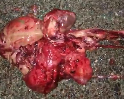 JAGUAR Crushed by Something Heavy is Nothing but Guts Now