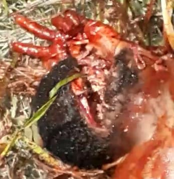 Crimes Scenes [This Week in Brazil]