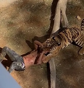 TIGER ATTACK A MAN IN RIYADH ZOO SAUDI ARABIA (TWO ANGLES)