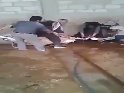 A cow kick an old man during it's slaughter